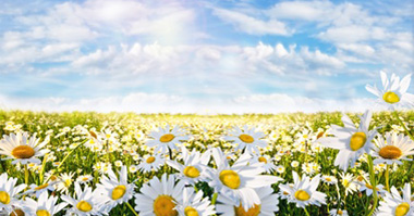 Pollen Count Forecast