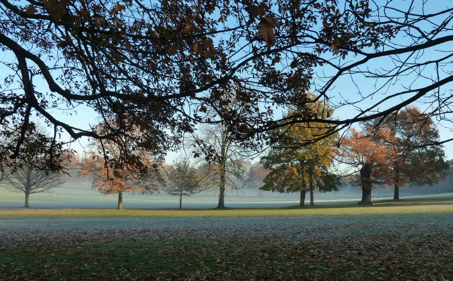 Fog- thick, shallow, dense or patchy