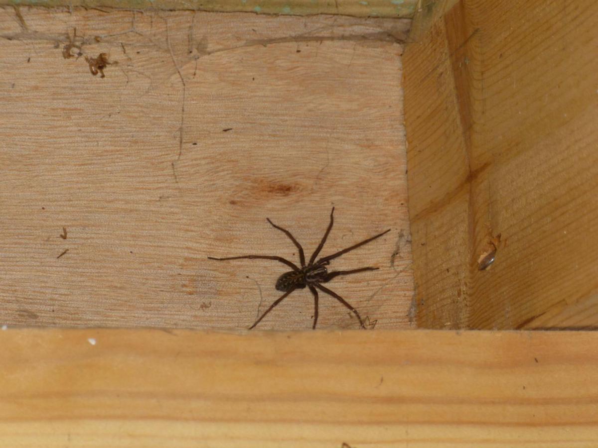 Autumn spiders & Drunken wasps