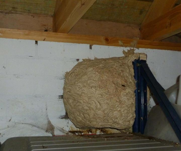 Large wasps nest