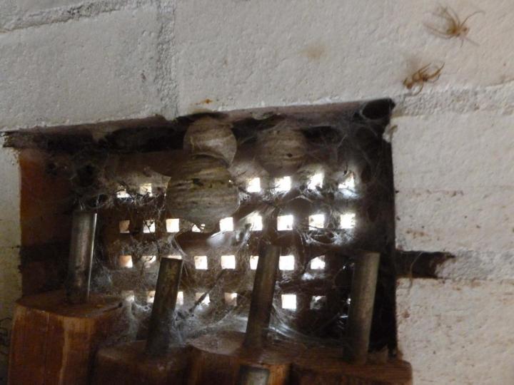 Small wasps nest