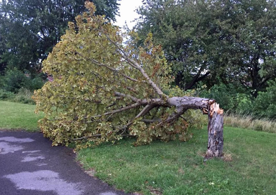 Fallen tree Storm Francis