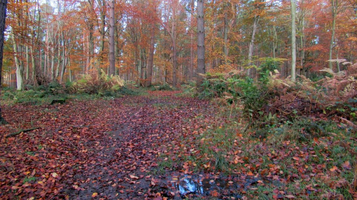 Continuing changeable but very mild through the weekend and next week