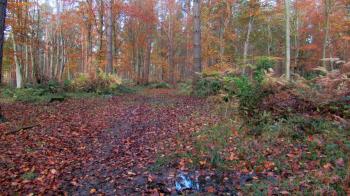 Continuing changeable but very mild through the weekend and next week