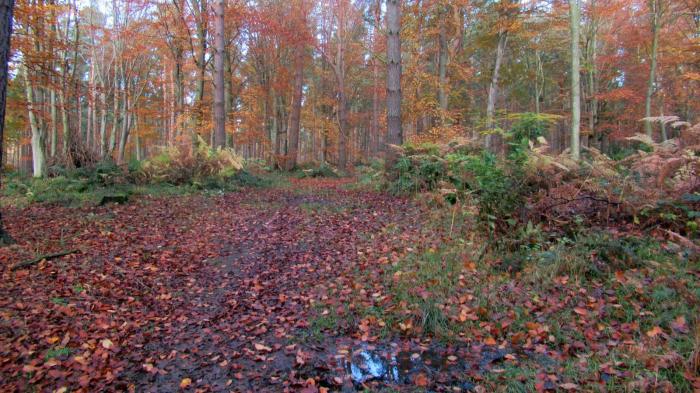 Continuing changeable but very mild through the weekend and next week
