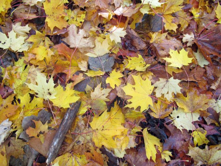 A windy lead up to weekend sunshine and showers as November gets underway