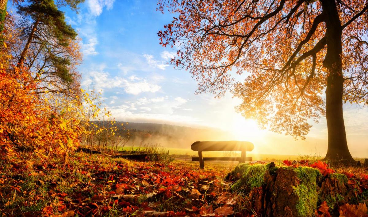 Will It Be A Good Year For Autumn Colour In The UK?
