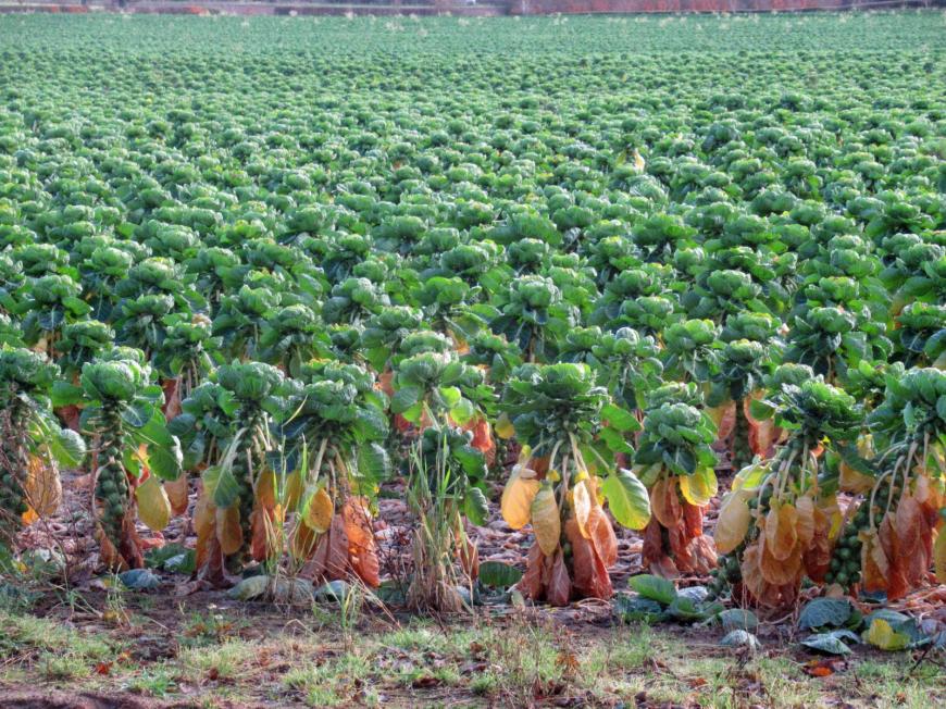 Brussel sprouts
