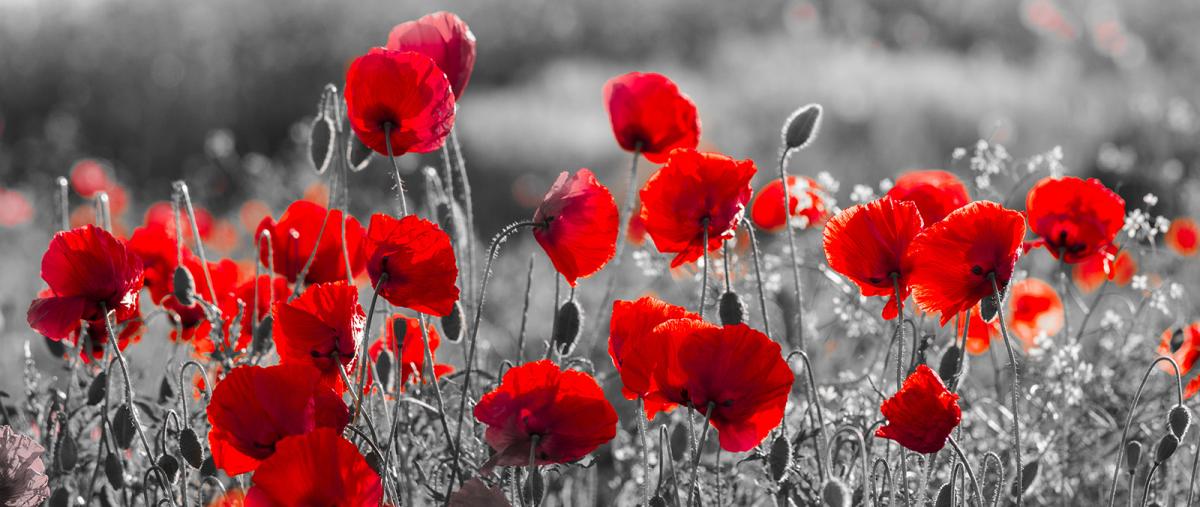 Sunny Spells And Heavy Showers For Armistice Day