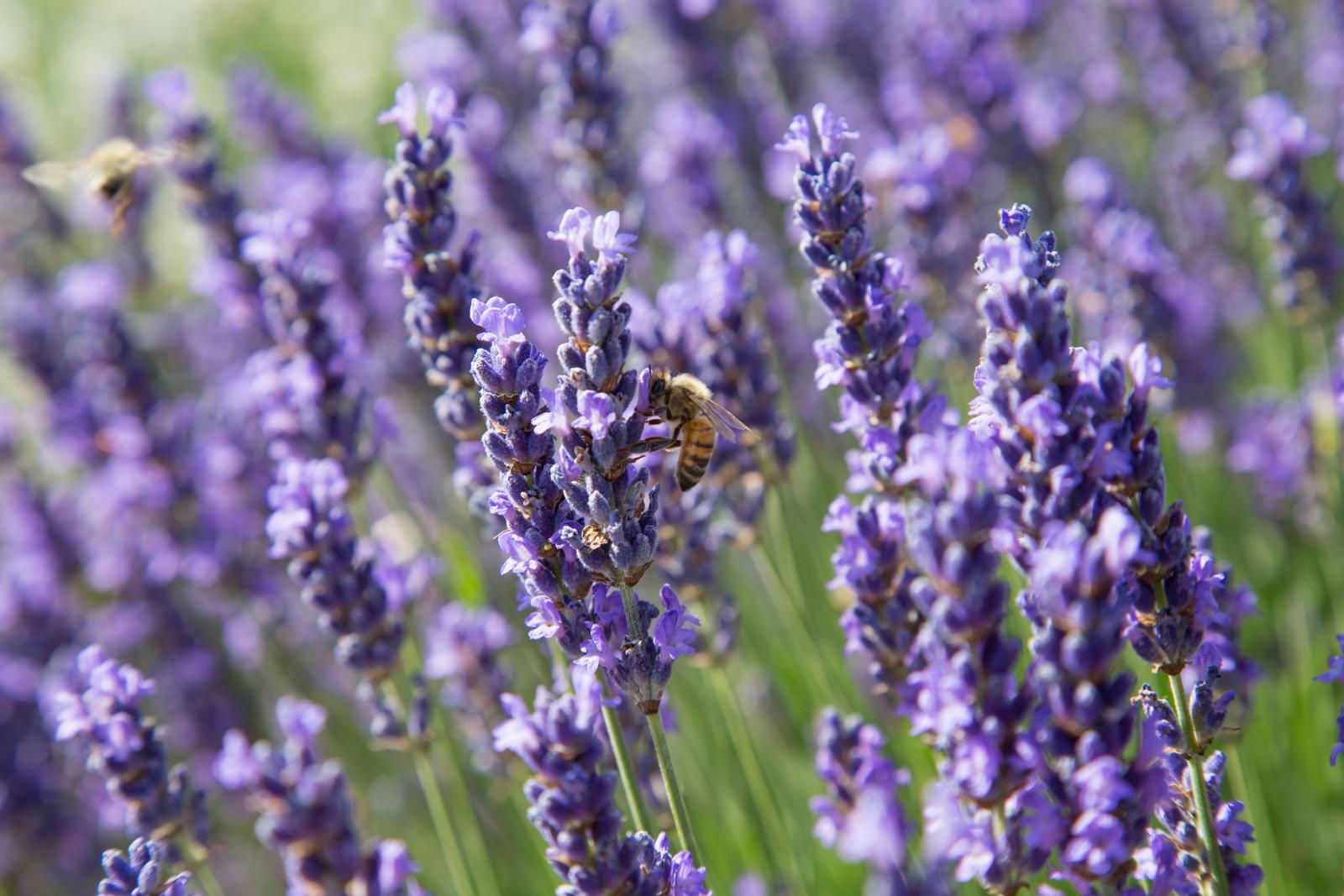 Lavender is great for attracting bees to your garden