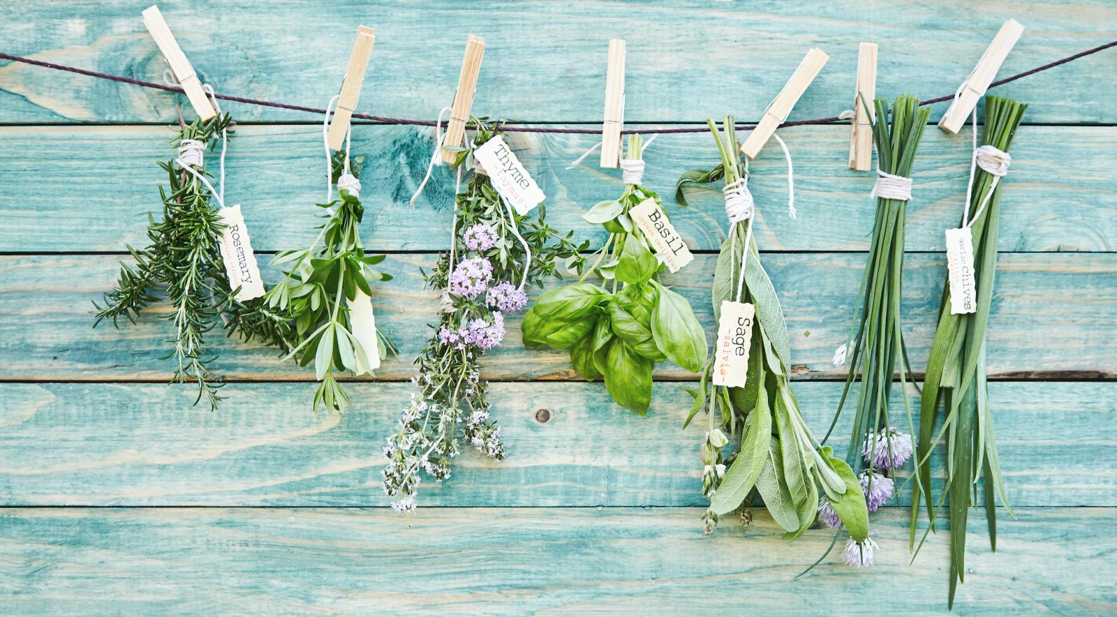 Cutting and hanging herbs to dry