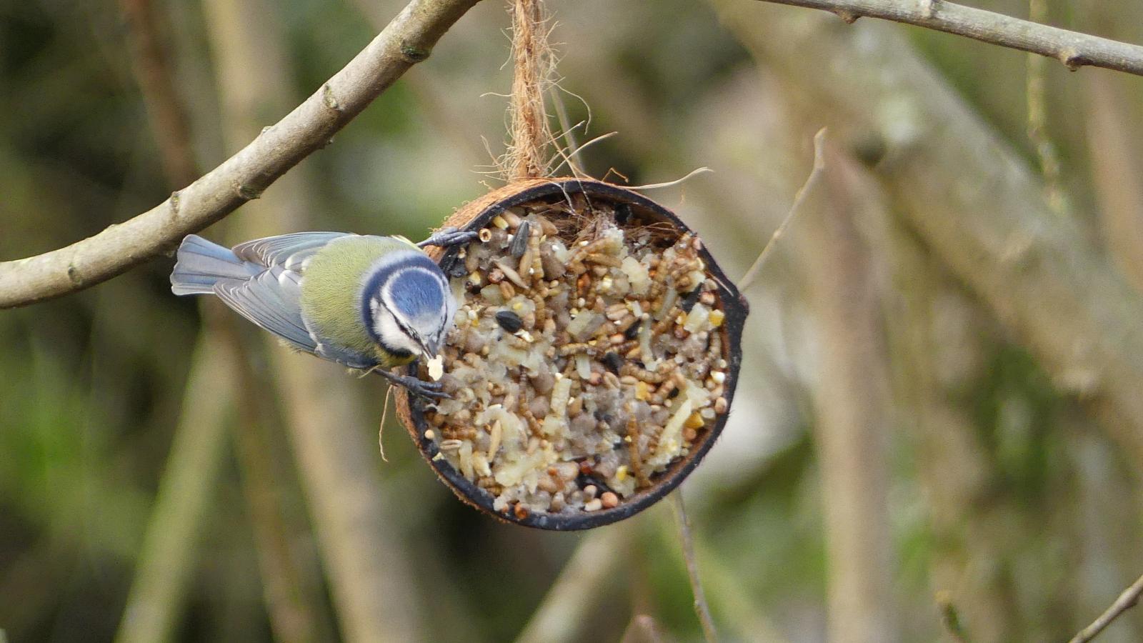 A blue-tit eating from a home-made coconut bird feeder