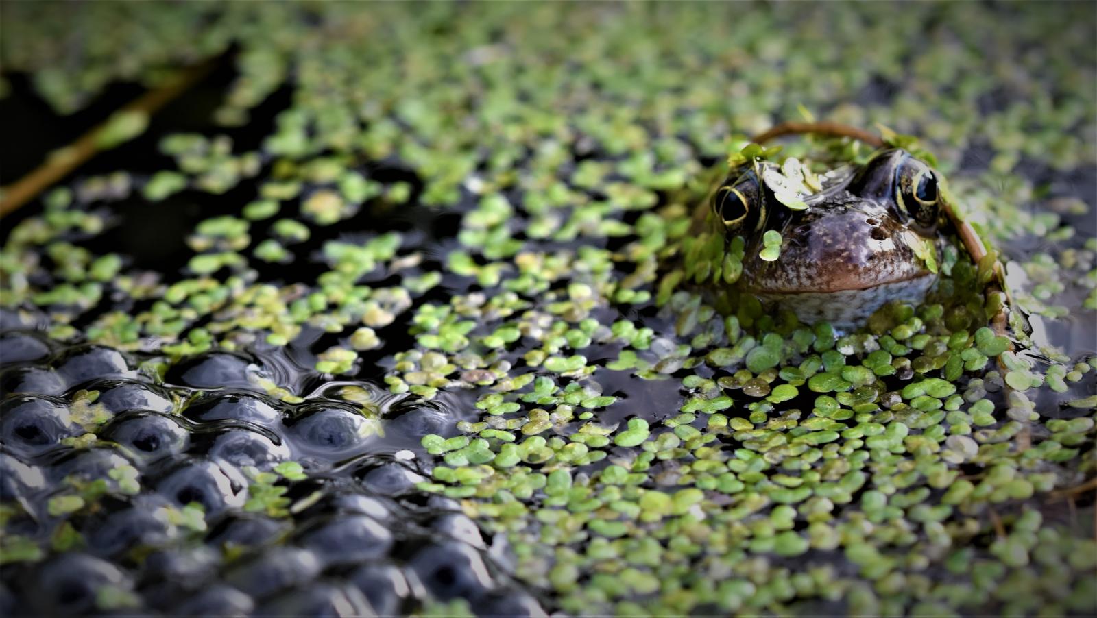 A frog and frogspawn in a wildlife pond