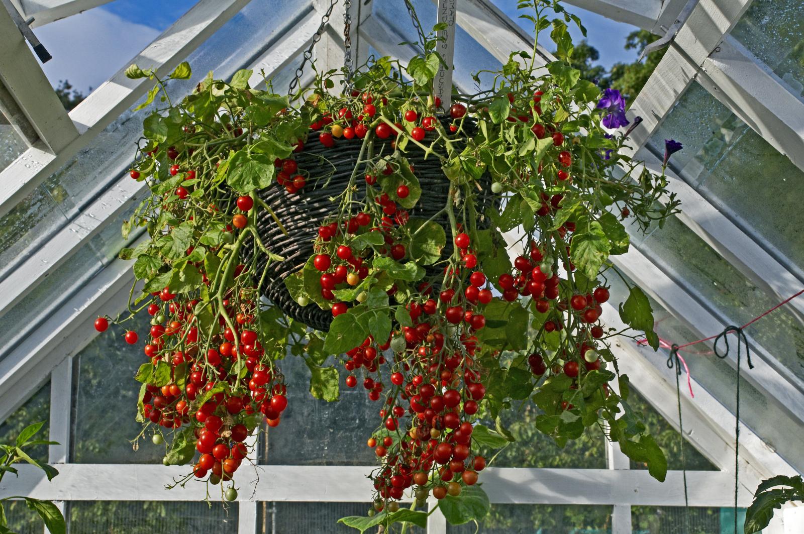 Tomatoes in a hanging basket