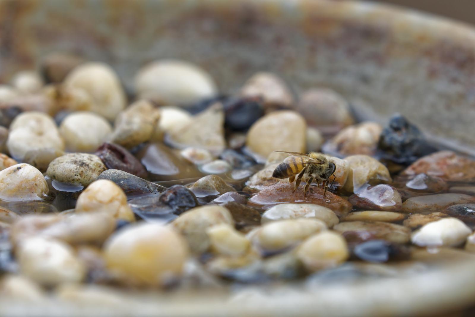 A drinking bowl for bees