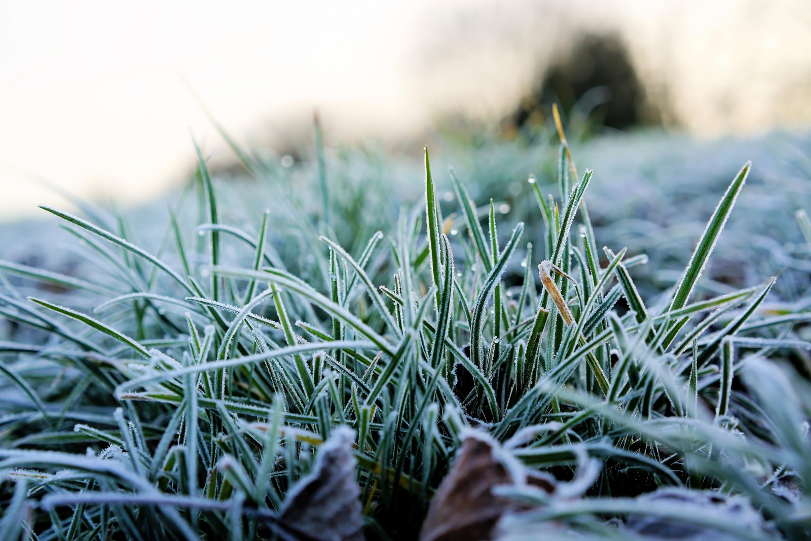 Avoid walking on frosty or icy grass