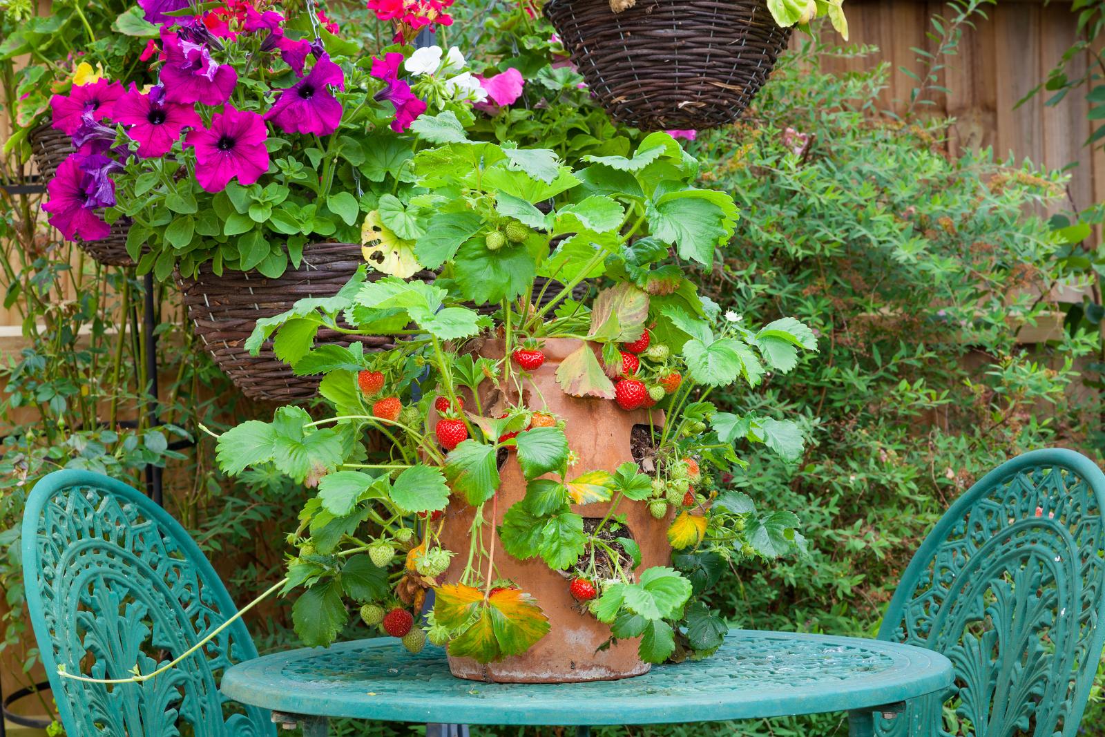 Strawberries in a terracotta planter