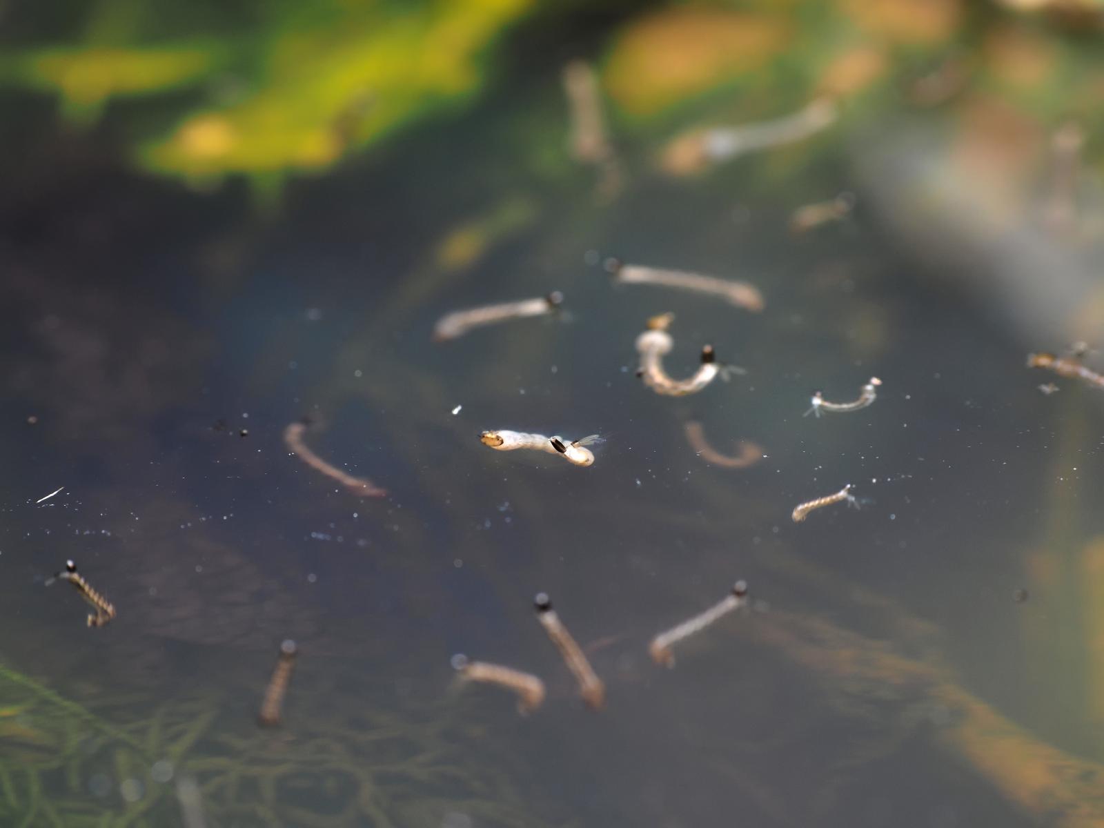 Mosquito larvae in a pond