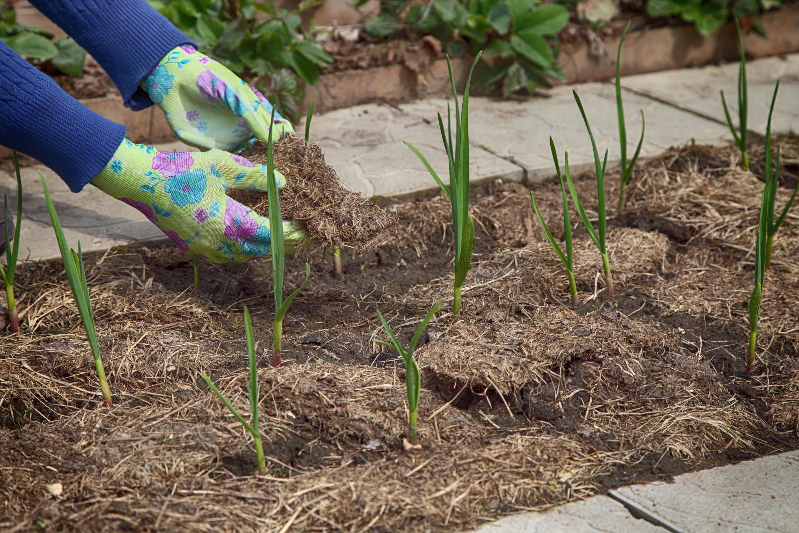 Adding mulch to the soil