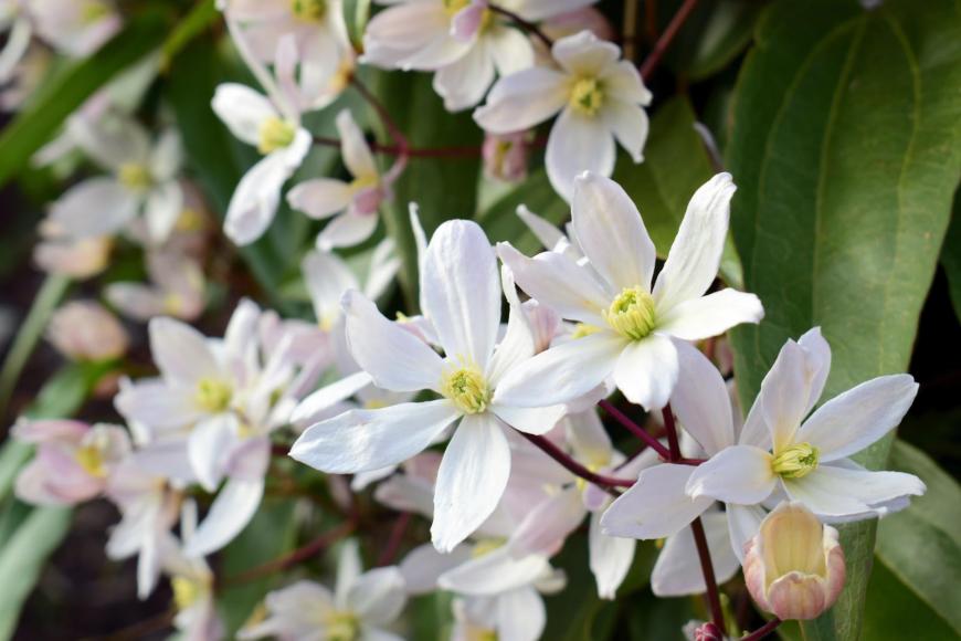 Armandii