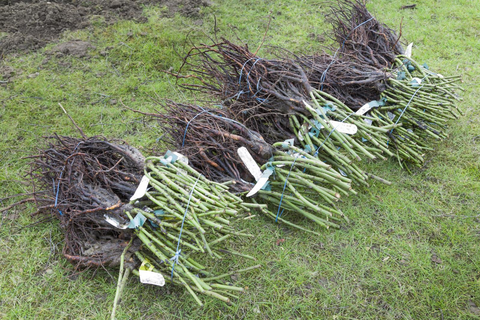 Planting bare-root rose plants