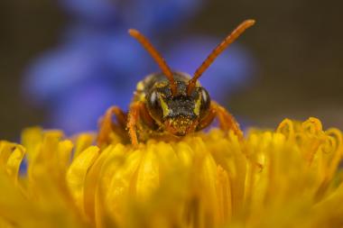 Pollen Count Forecast
