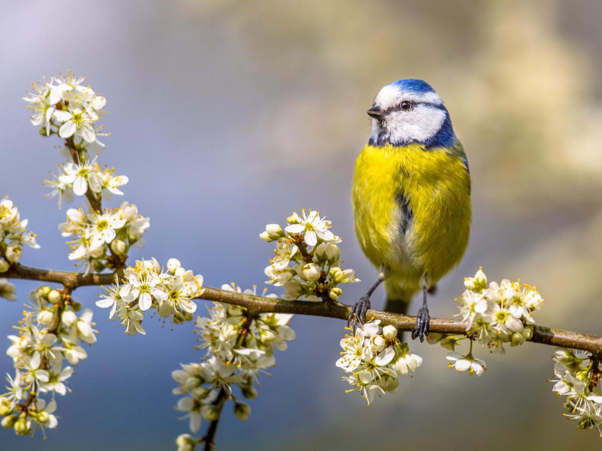 More spring sunshine but nippy nights in the south. Blustery further north