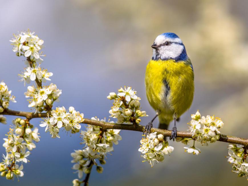 A blue-tit in the white blossom