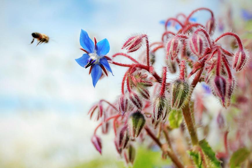 Bees love Borage
