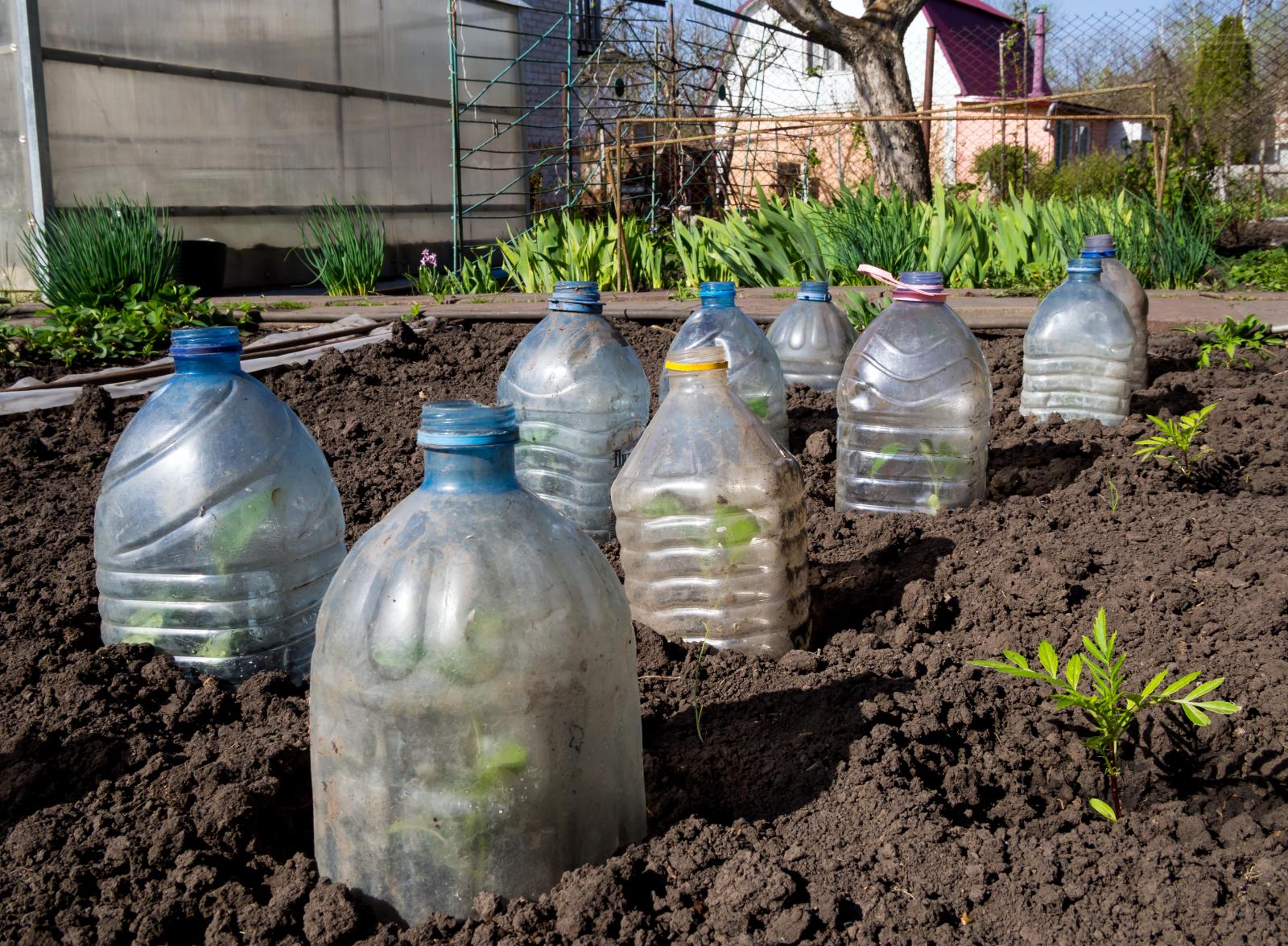 Using plastic bottles to protect plants
