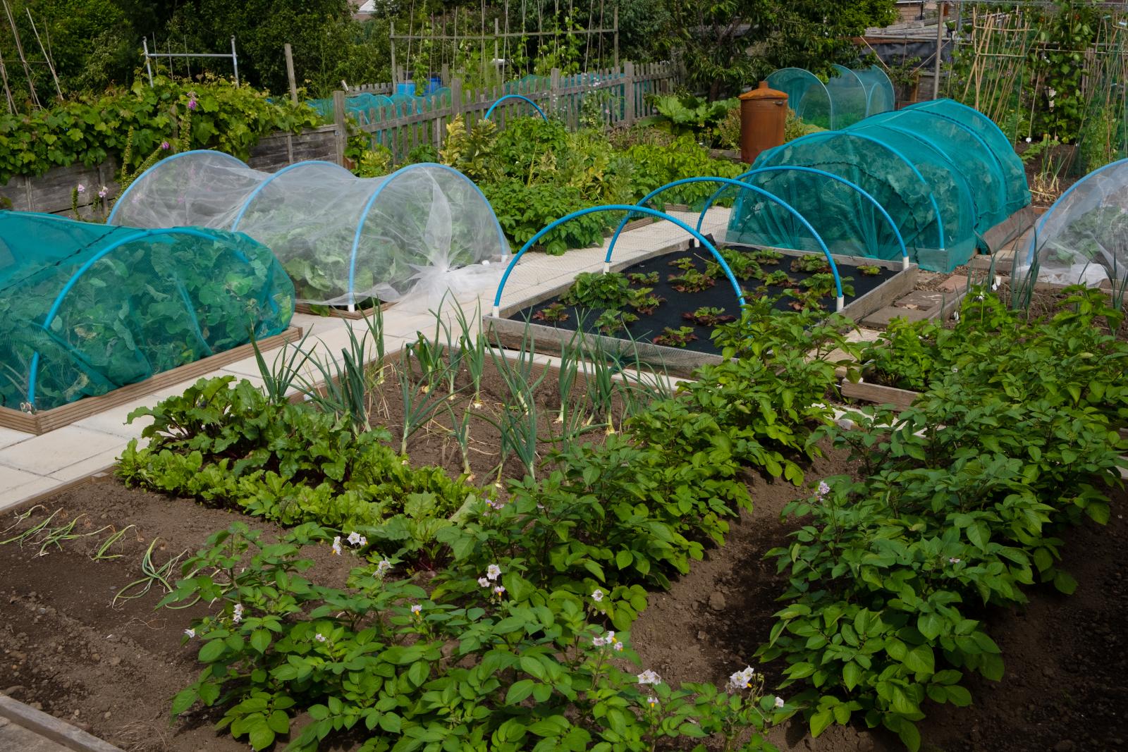 Protect Brassicas from birds with netting