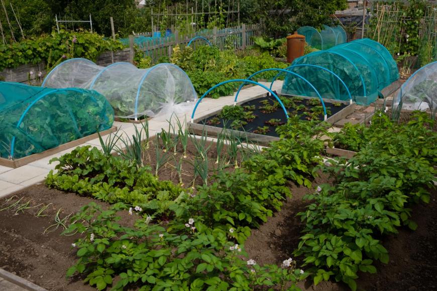 Protect Brassicas from birds with netting