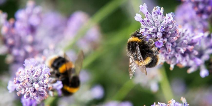 pollinating plants