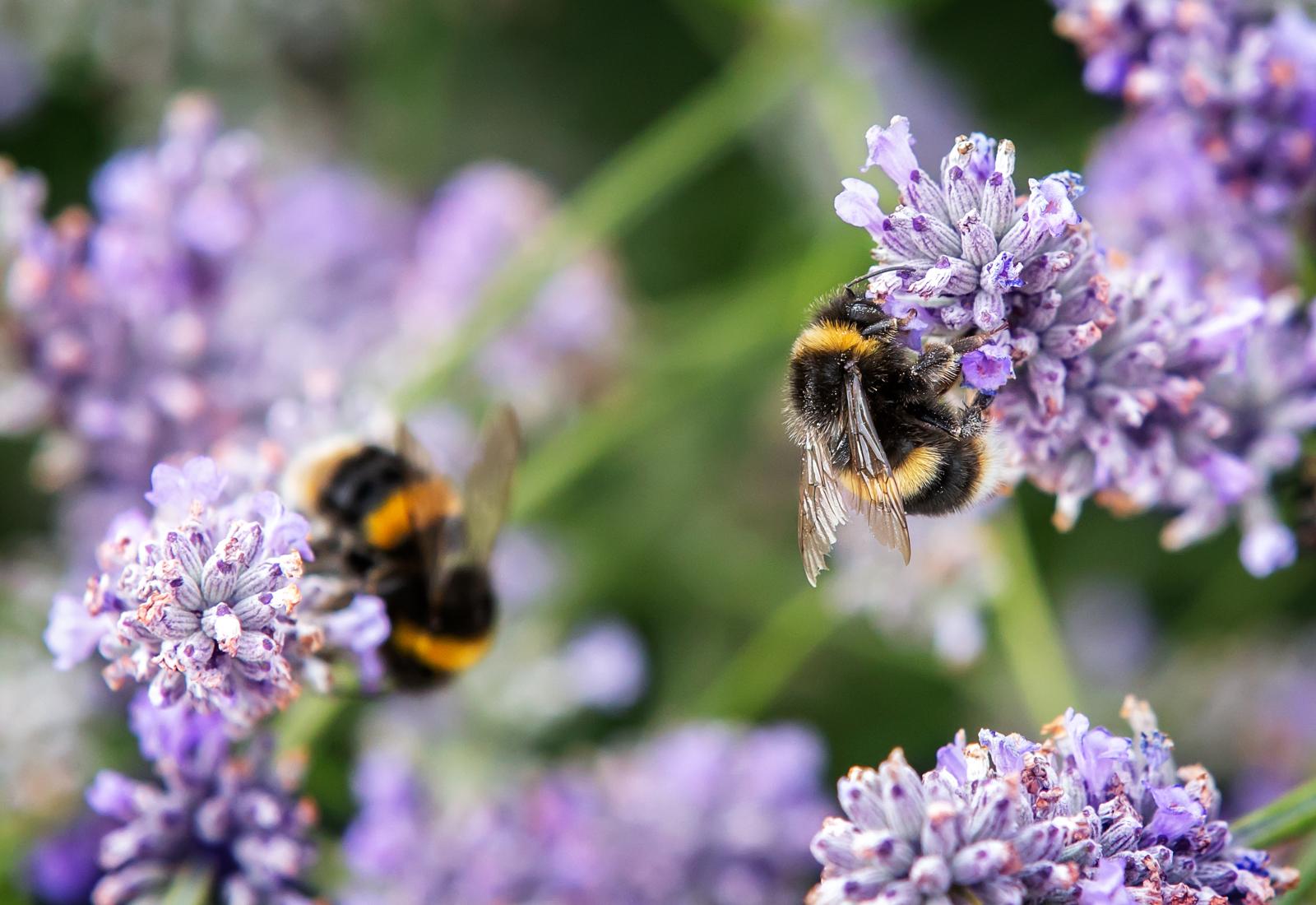 Get Your Garden Buzzing - Create a Bee-Friendly Garden This Spring!