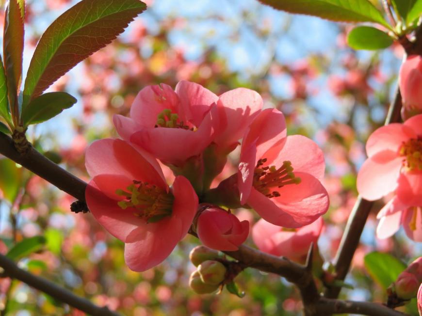Chaenomeles