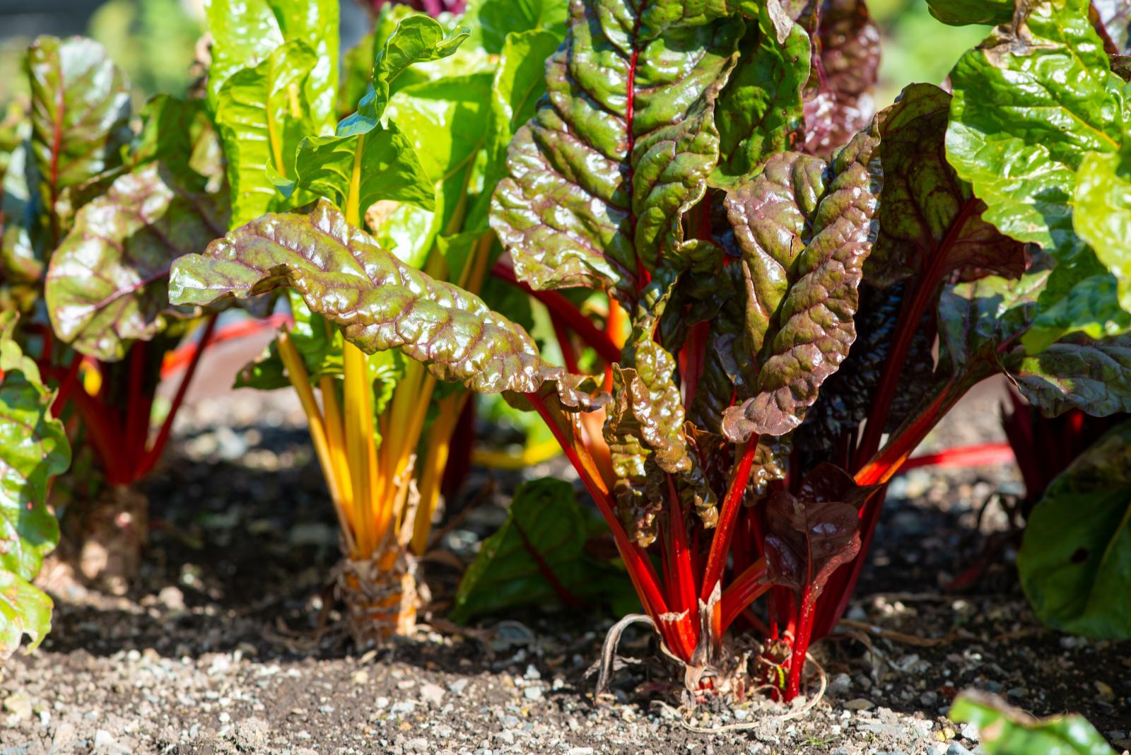 May is a good time to sow leafy greens - including Chard