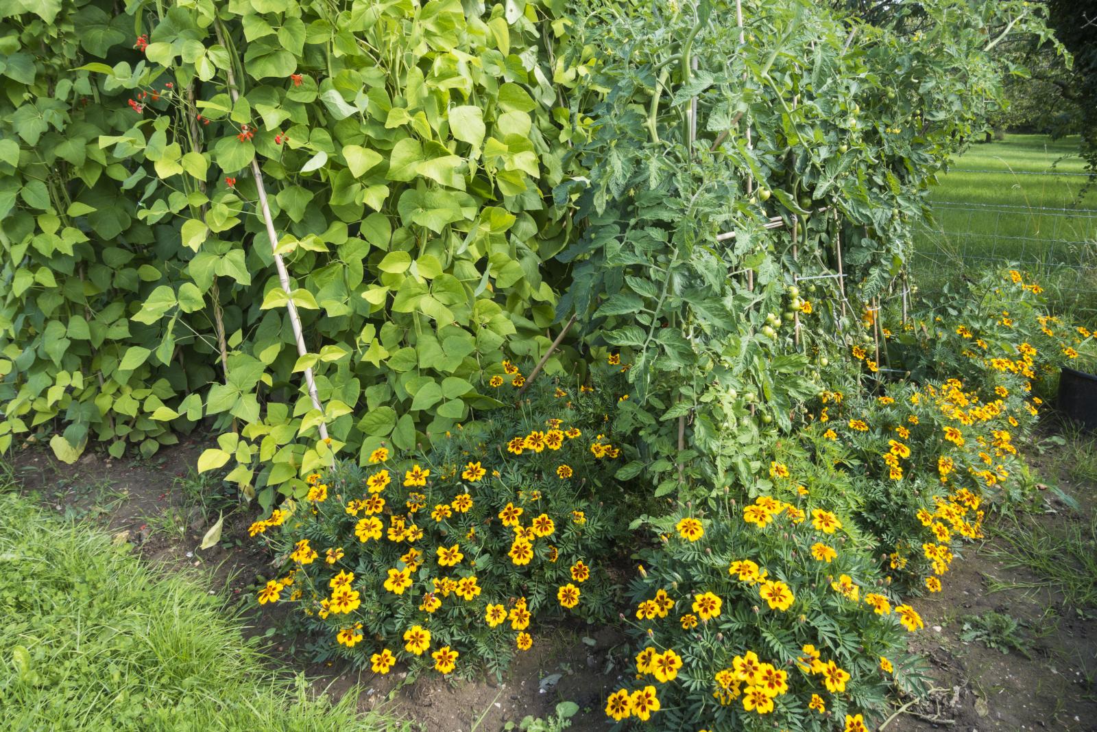 Image of Nasturtiums and broad beans