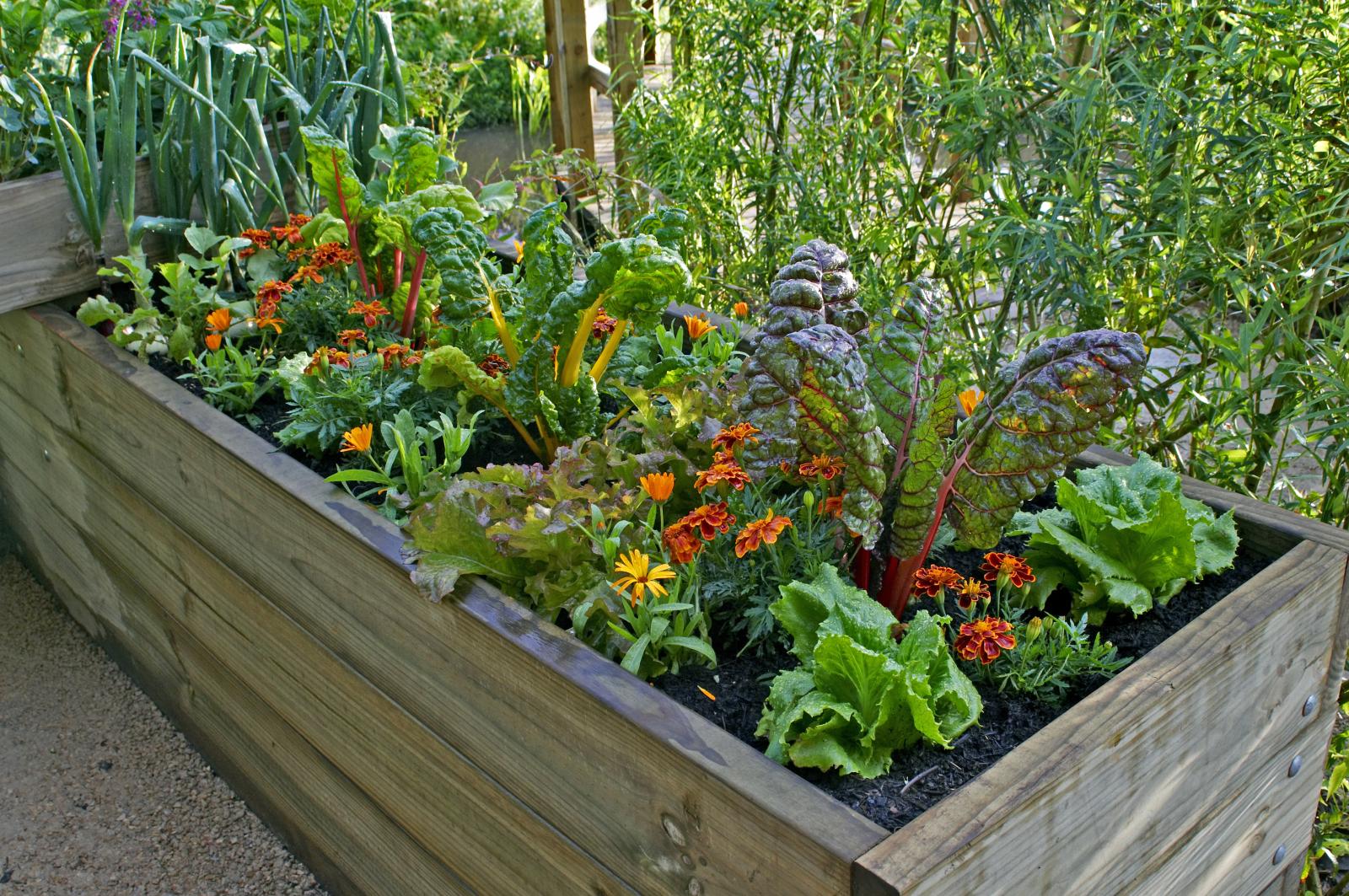 A Container Veggie Garden