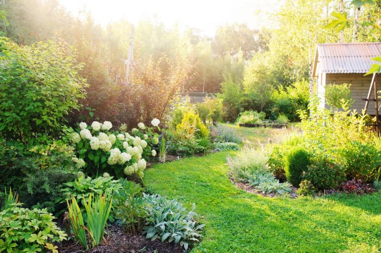A cottage garden with a variety of plants and flowers