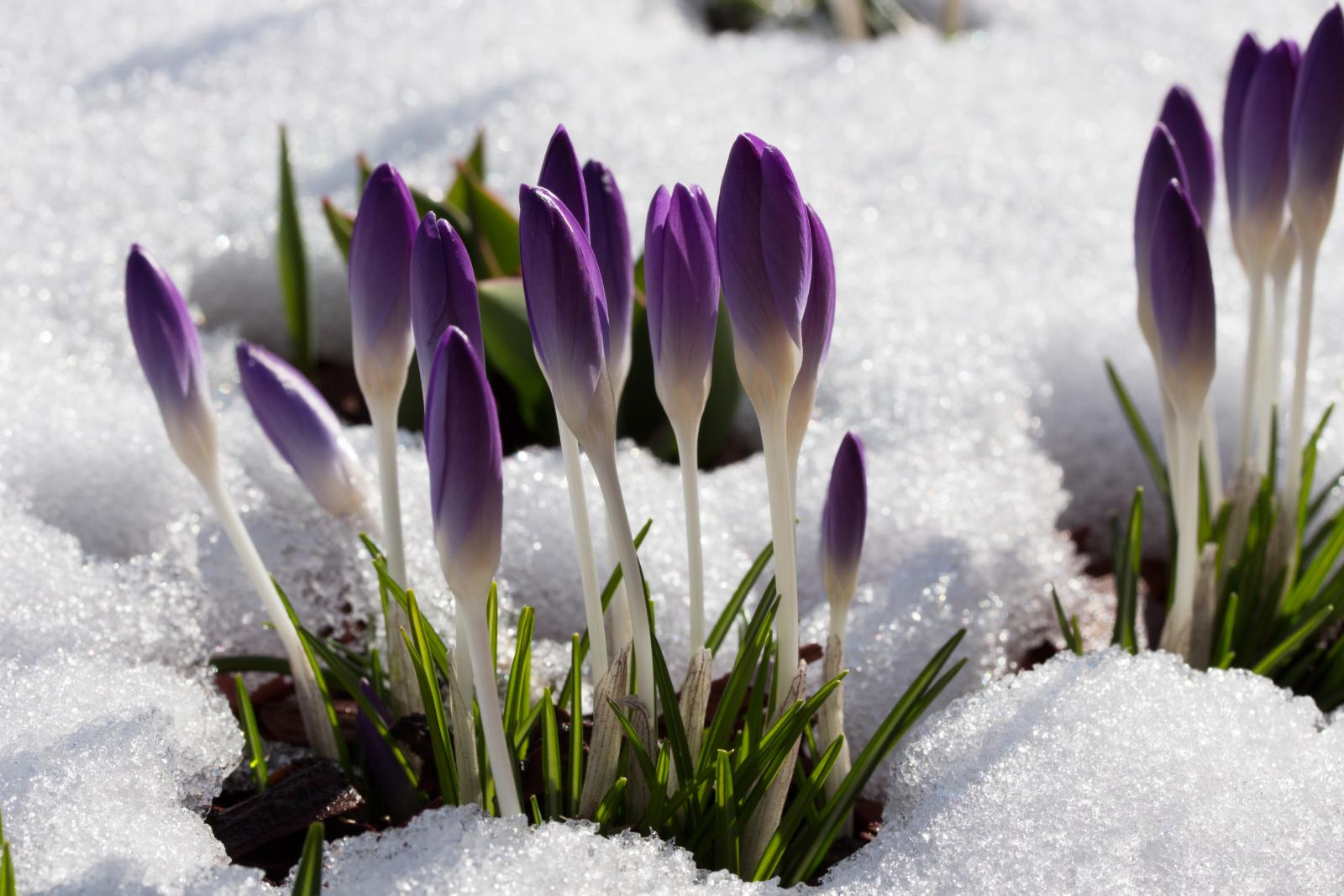 Preparing for Spring: Your Monthly Gardening Guide for February
