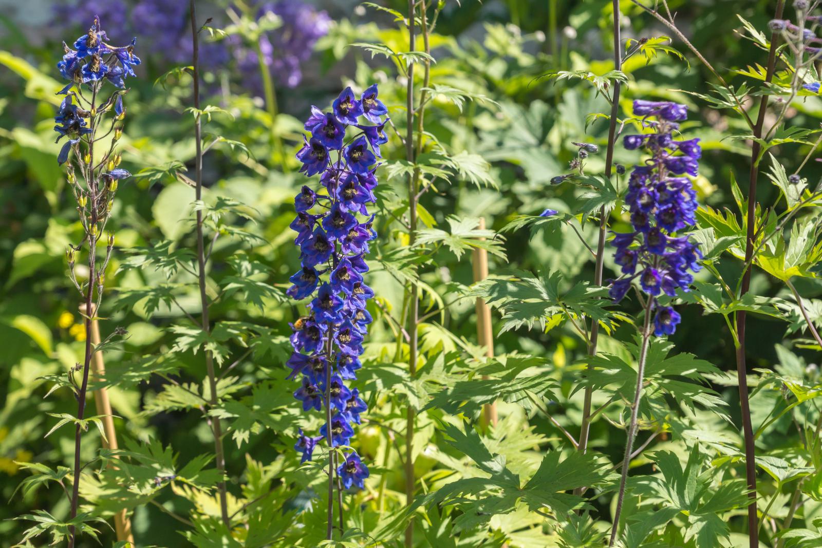 Supporting Delphiniums with bamboo canes