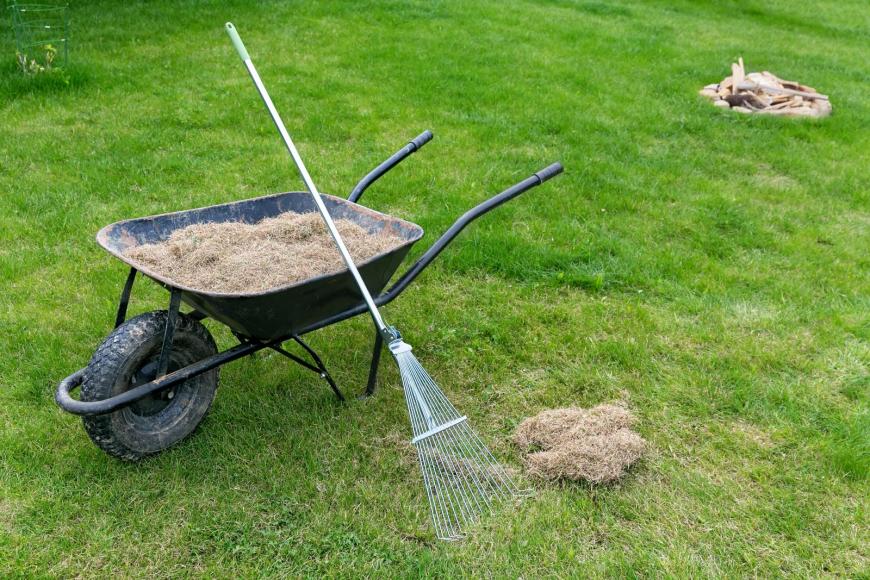 Dethatching the lawn