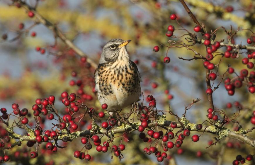 A fieldfare on a hawthorn tree