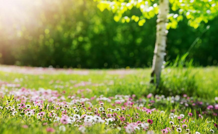 Allow flowers time to grow on the lawn