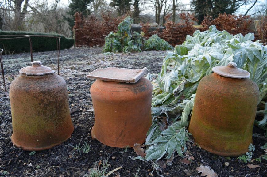 Force rhubarb for an earlier crop