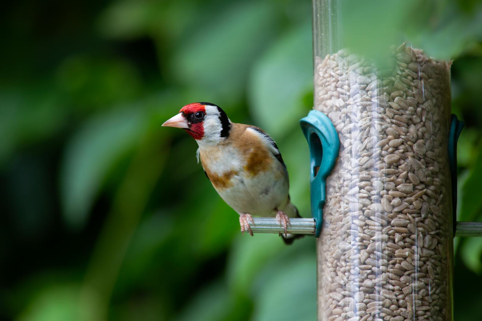 A goldfinch on a feeder in the garden