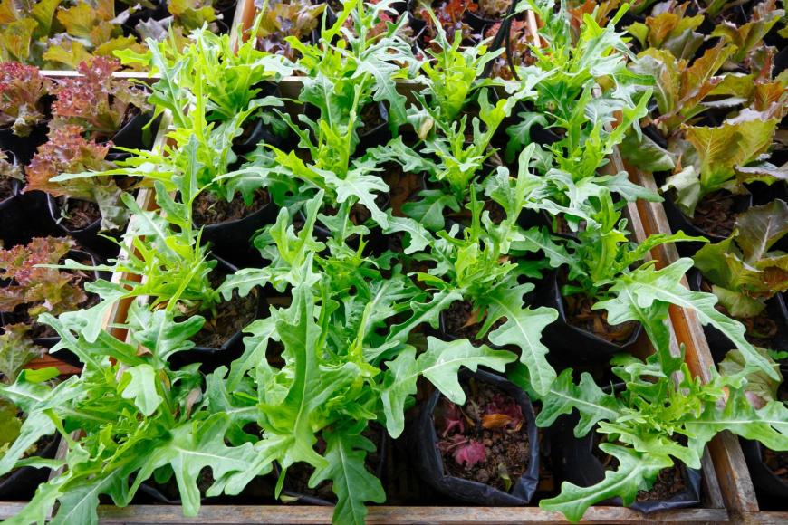 Growing rocket and mixed salads in containers