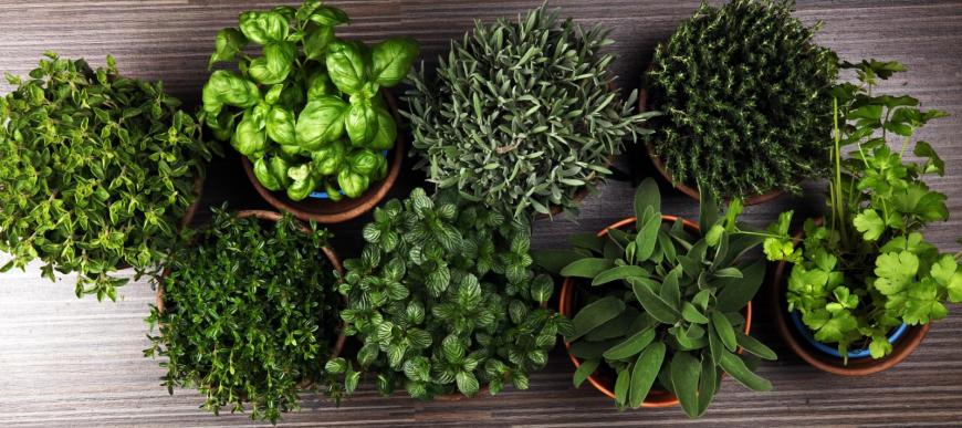 Herb pots
