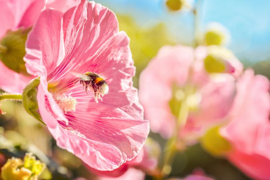 A bee collecting pollen from a Hollyhock