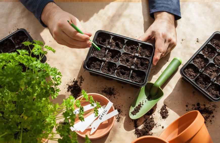 Indoor seed growing
